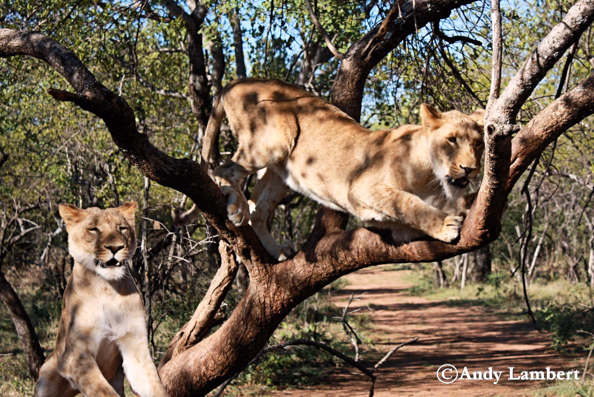 Walking lions at Ukutula Game Reserve